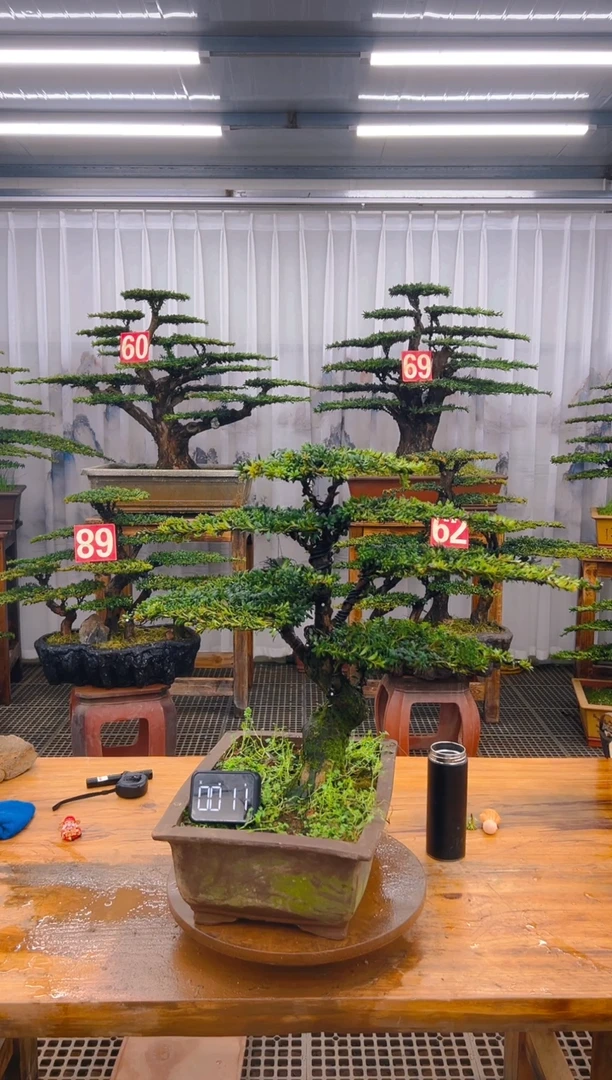 【闪购商品】紫砂精品盆景直播间一物一拍