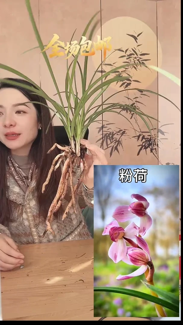 当前无花栽培后可以开花：粉荷