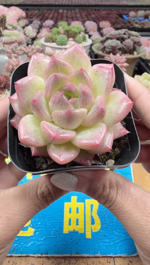 东云多肉园二店-144