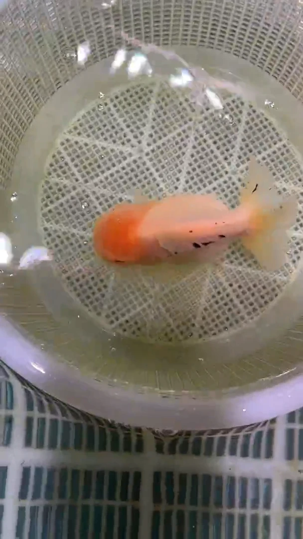 金鱼2单包邮  售后开箱视频