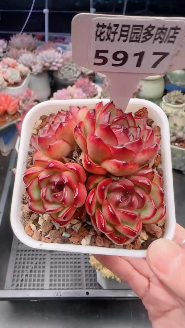 【闪购商品】5919万宝龙