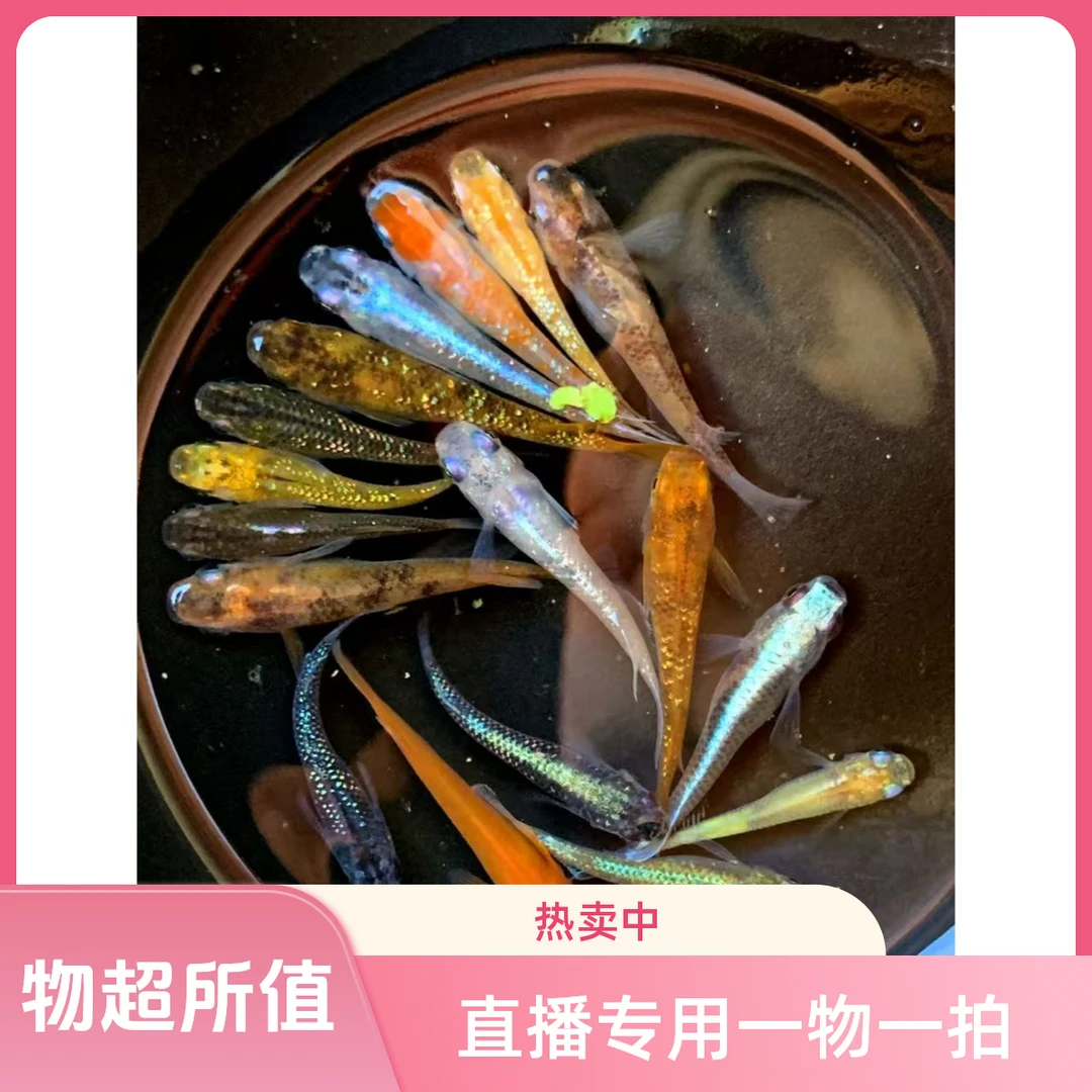 观背青鳉小型观赏鱼广温鱼不加温不打氧不过滤成都发货