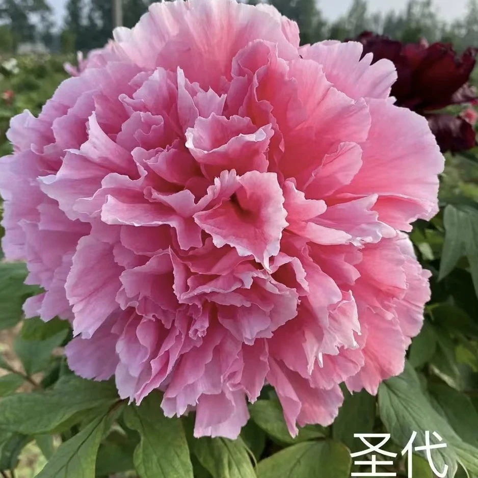 【圣代】洛阳重瓣观赏牡丹花大花绿植花卉盆栽耐寒好养