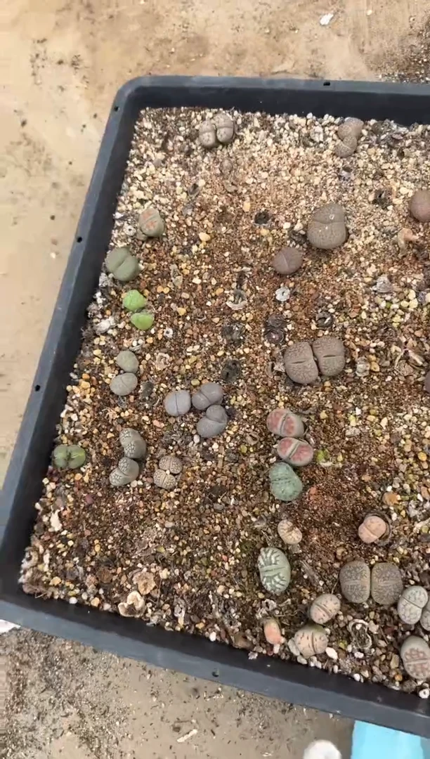 9-176多肉植物脱土发