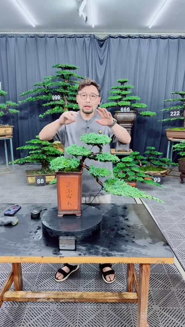 无花朵珍珠柏盆景....