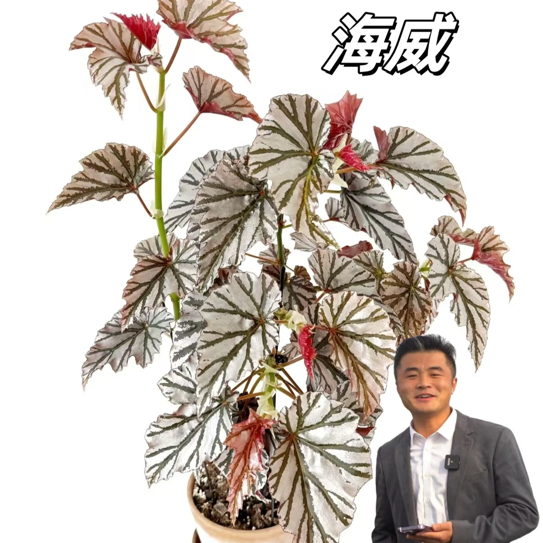 【热植馆】海威秋海棠