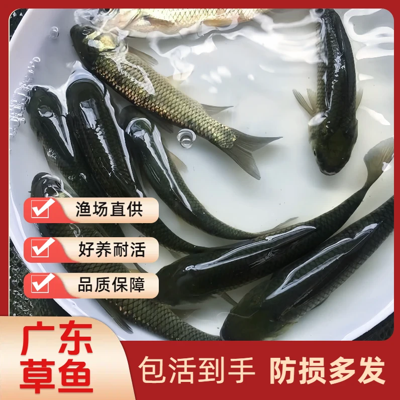 大种草鱼 草鱼 鲩鱼 草混子 脆肉鲩鱼 水族活体