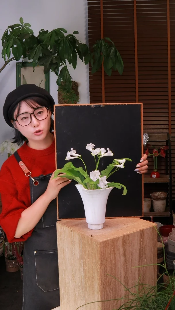 全部花朵 不包花损！堇兰 白色系 带盆 种好发货 顺丰包邮