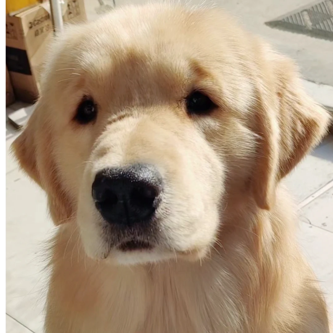 【黄玫瑰】赛级双血统沙滩金奶油色金毛幼犬