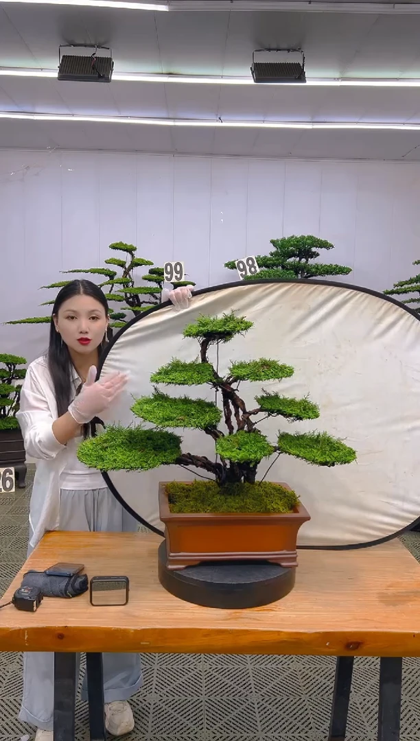 无花朵济州真柏盆景....