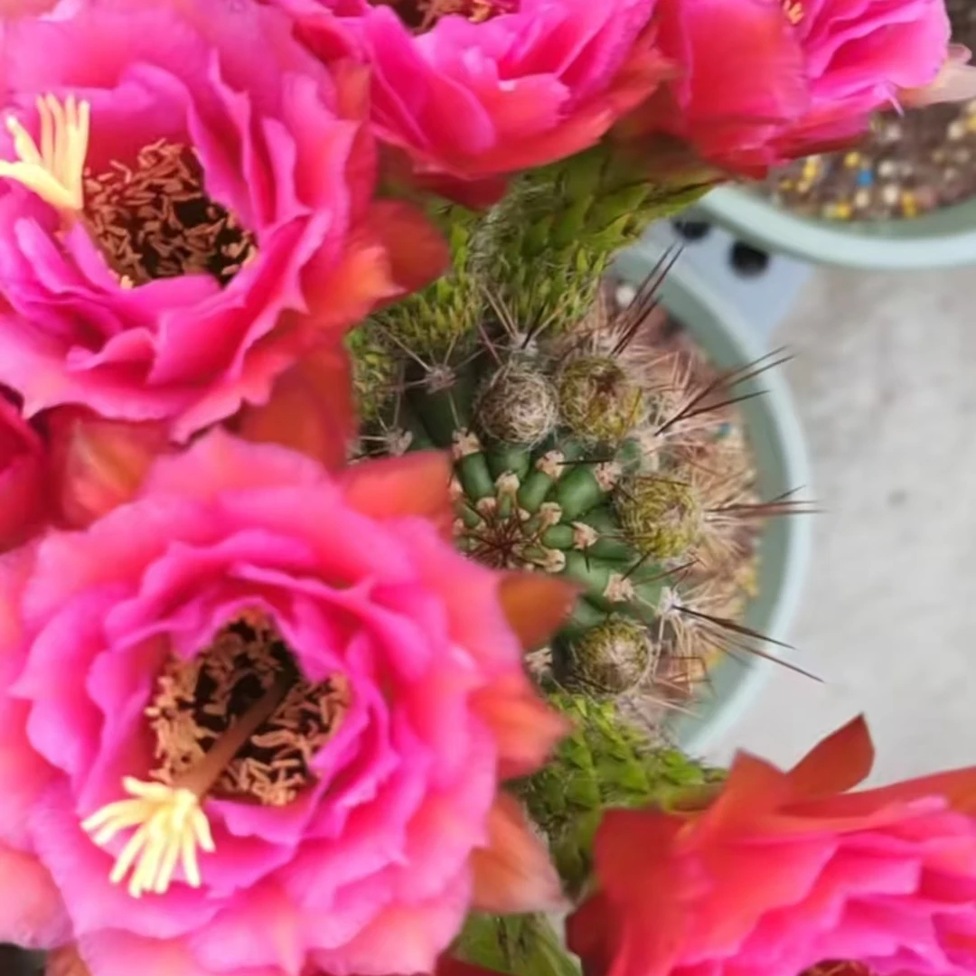 音符毛花柱仙人球多肉植物
