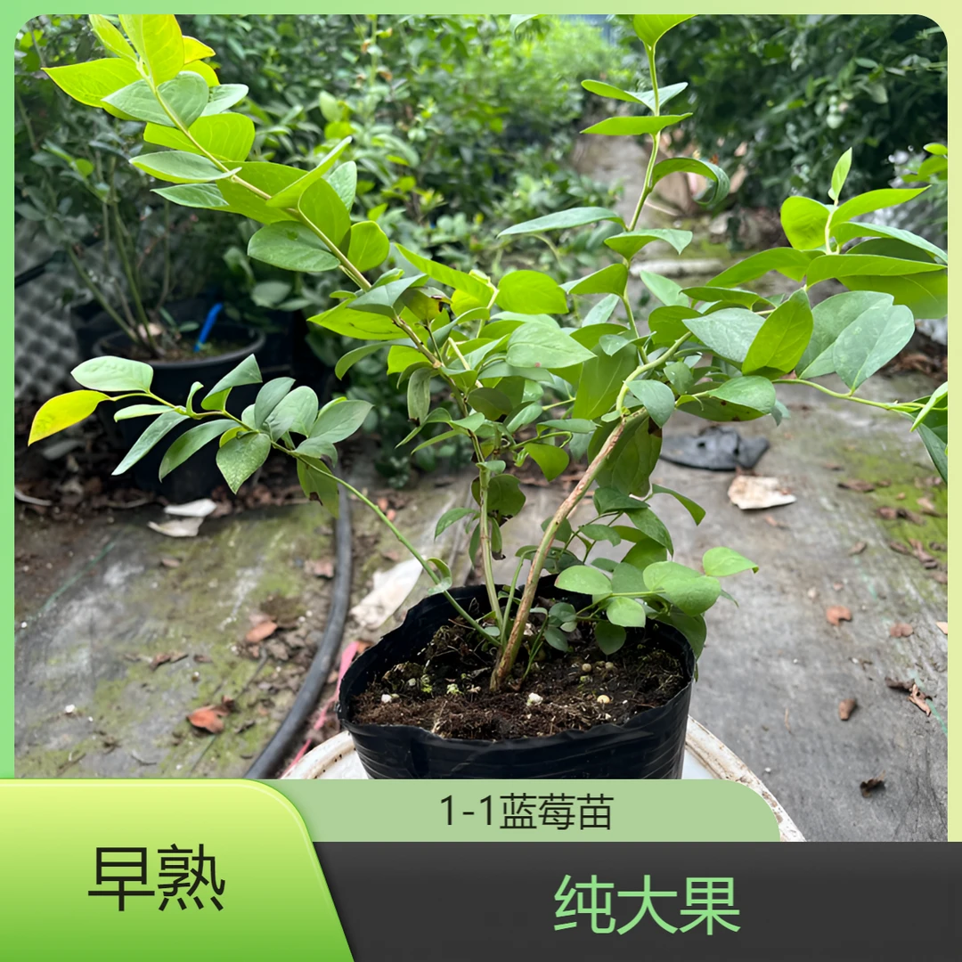 蓝莓小钵苗原钵原土阳台盆栽庭院绿植