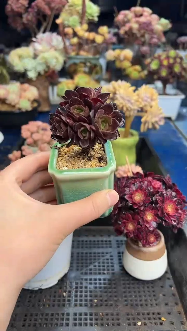 【闪购商品】111不带盆