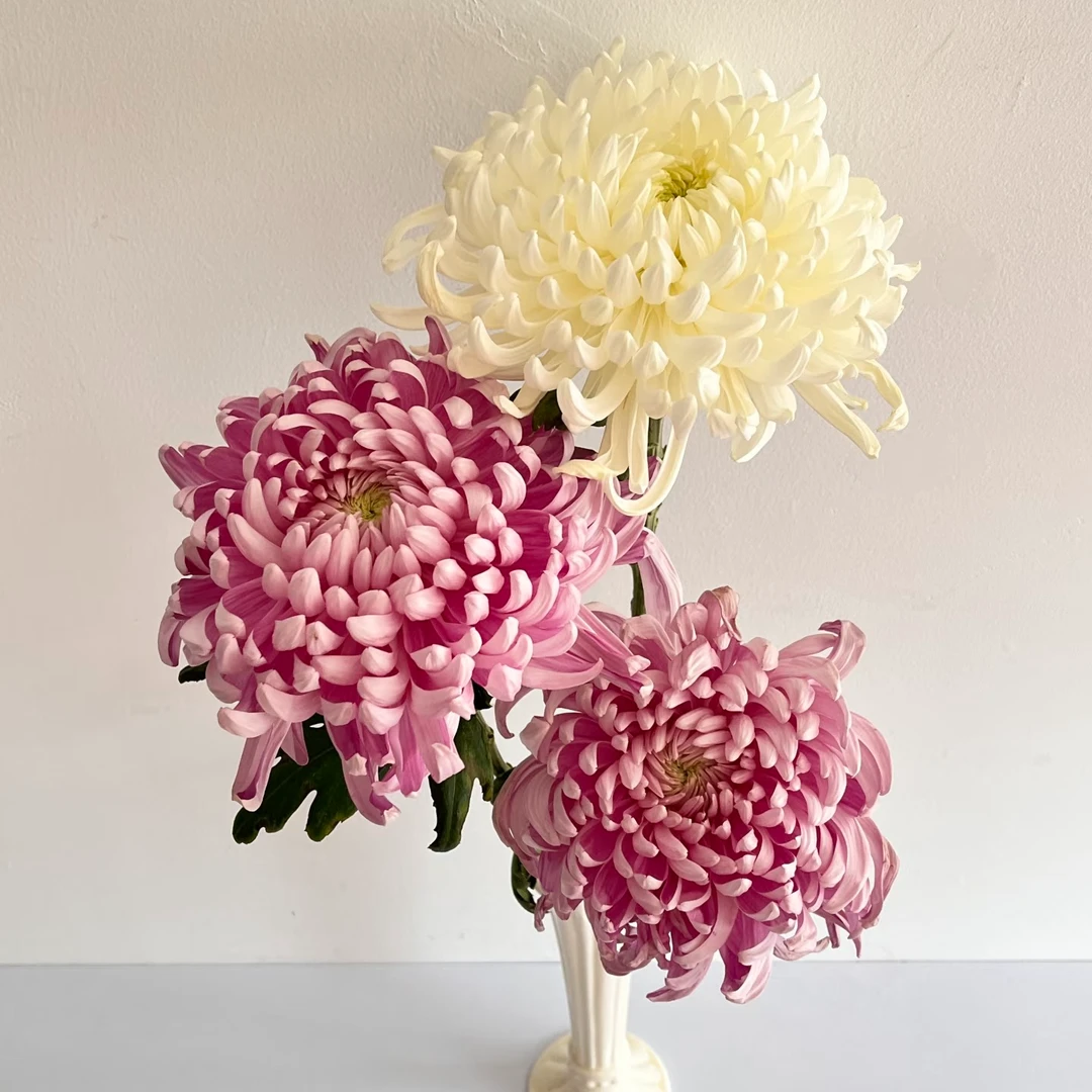 【 大菊】中式浪漫 国风感花材 3支成景雍容华贵