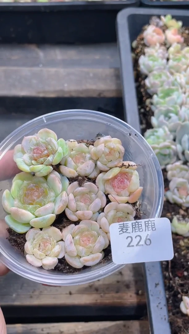 226粉恋      量拍