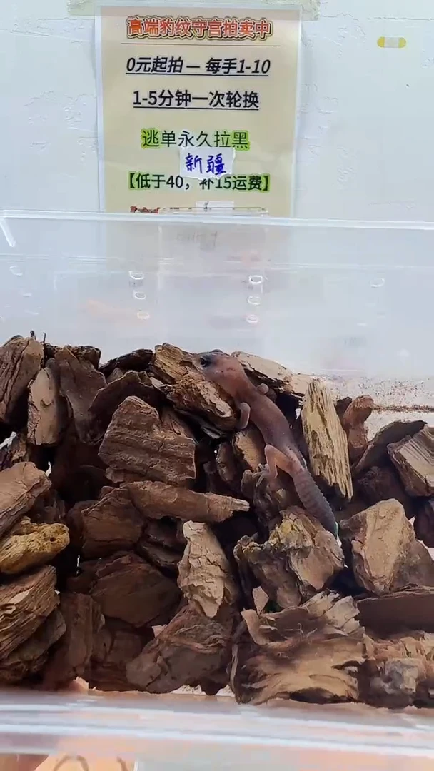 豹纹守宫豹纹守宫幼苗亚成体成体肥尾