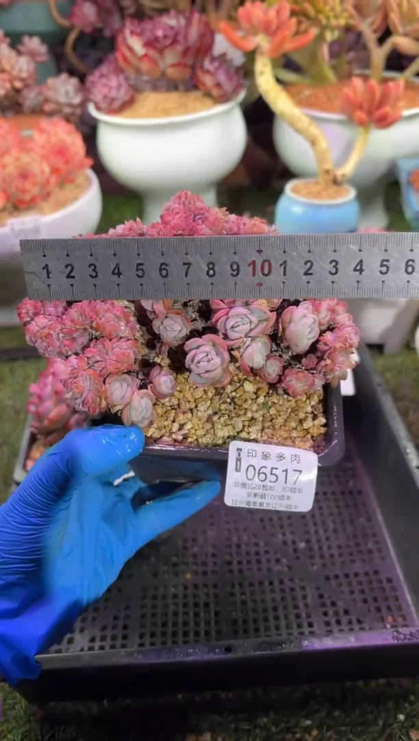 【闪购商品】06517