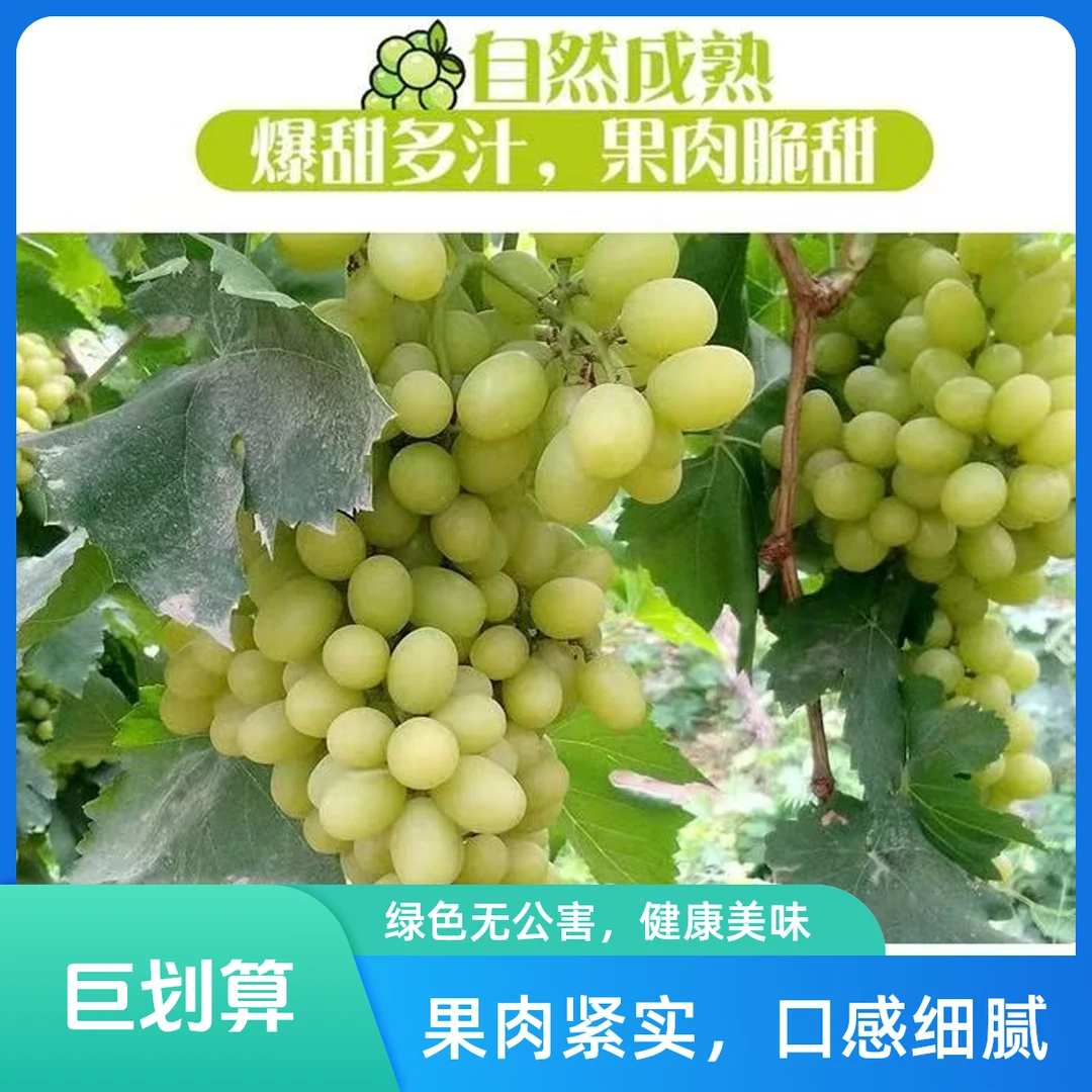 【顺丰京东包邮】5斤巨划算!新疆吐鲁番无核白葡萄 新鲜水果皮薄无籽新疆维吾尔自治区
