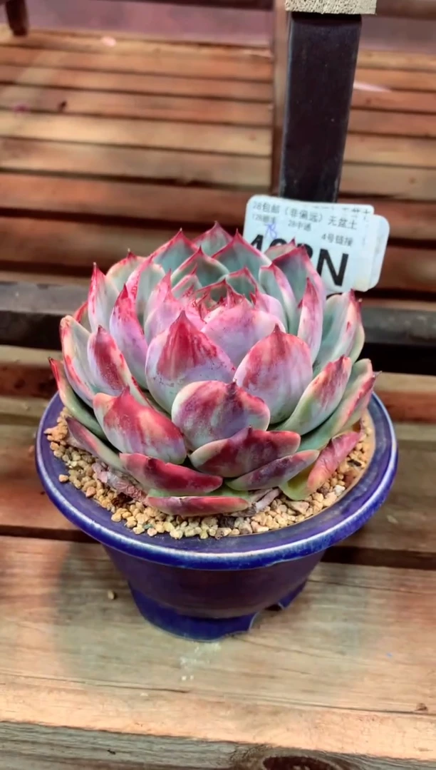 403N（一物一拍，精品多肉，所见即所得 ）