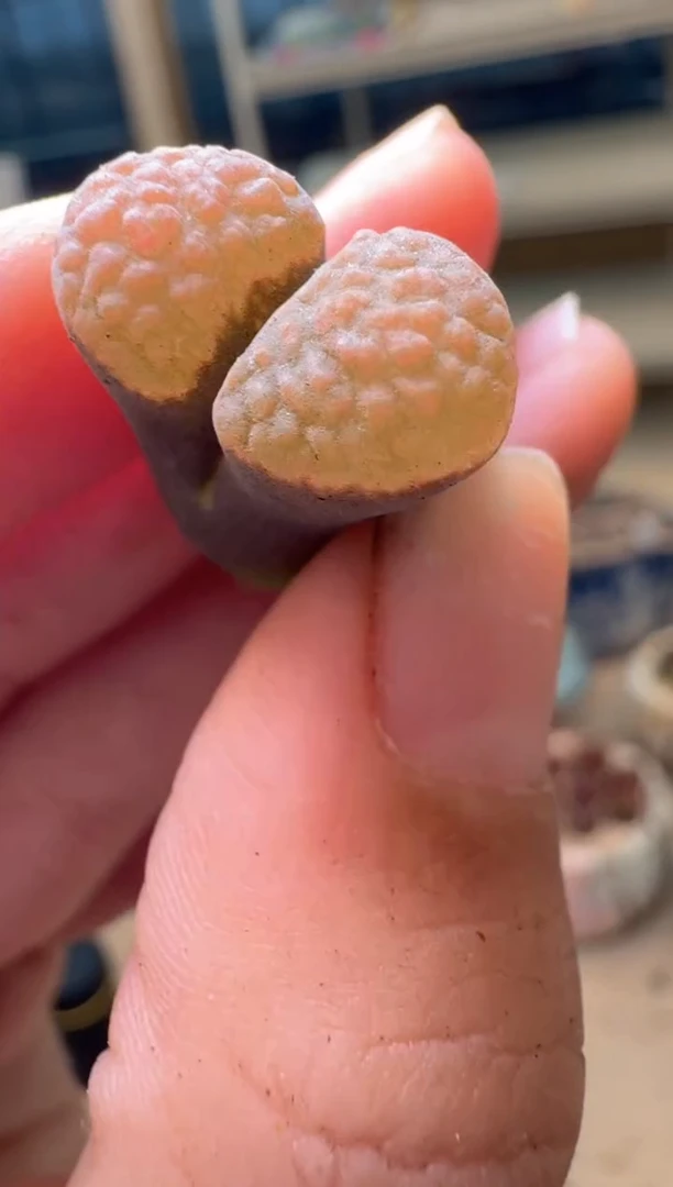 多肉植物肉锥16-287紫云班克