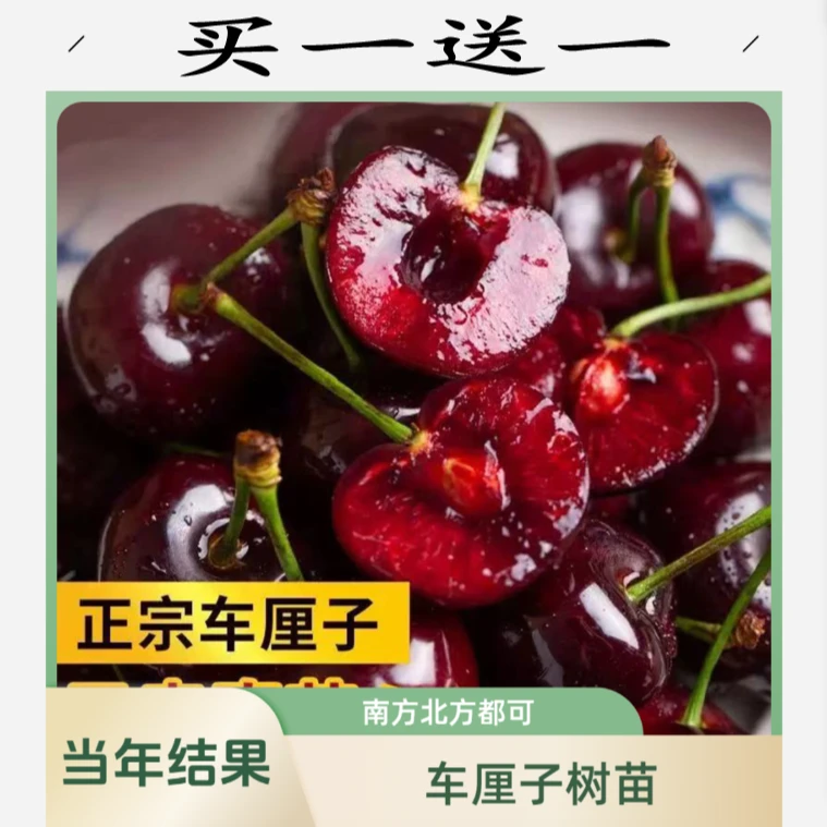 车厘子大樱桃树苗南方北方盆栽地栽苗