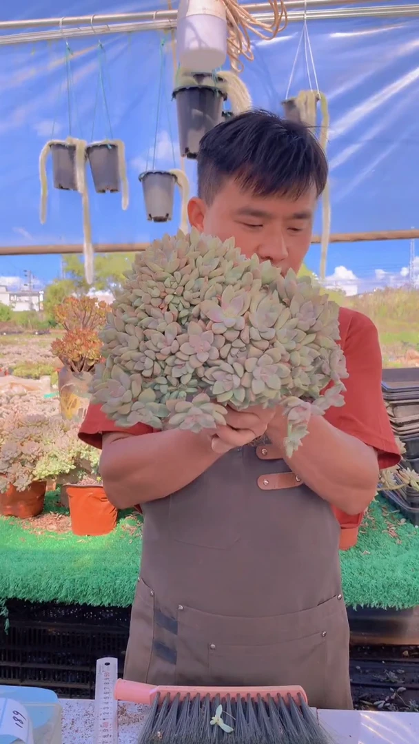 183淡雪缀化一物一拍