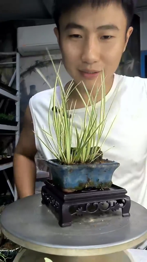 龙*芸中青园艺一物一拍31