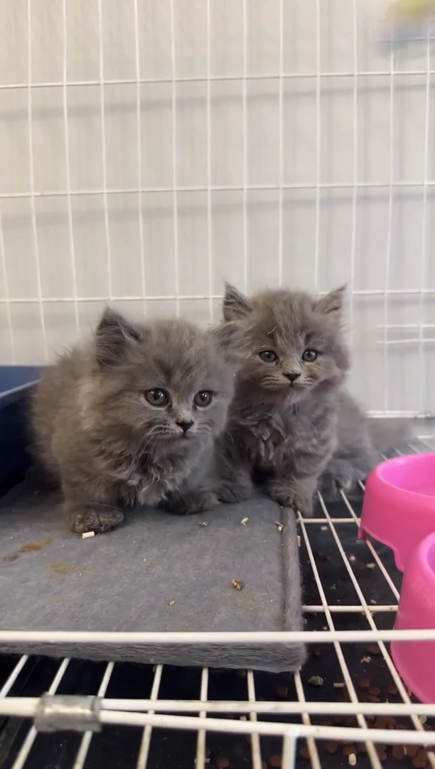 拿破仑用****4包包咪丫宠物