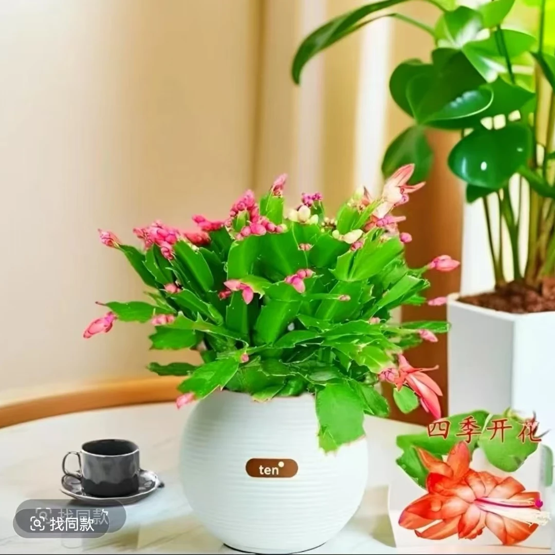 蟹爪兰盆栽带花苞多色花卉植物室内绿植好养活四季开花苗螃蟹抓莲