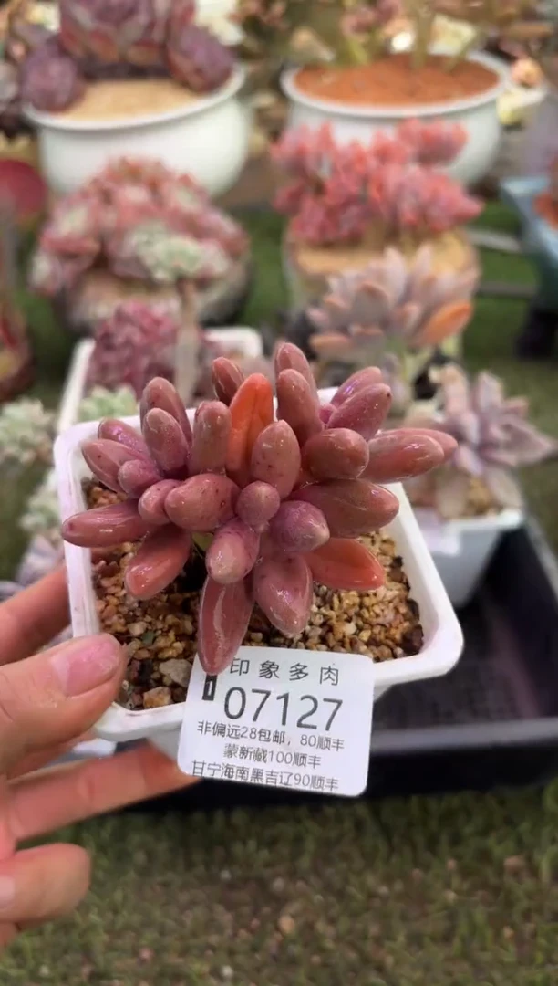 【闪购商品】07127