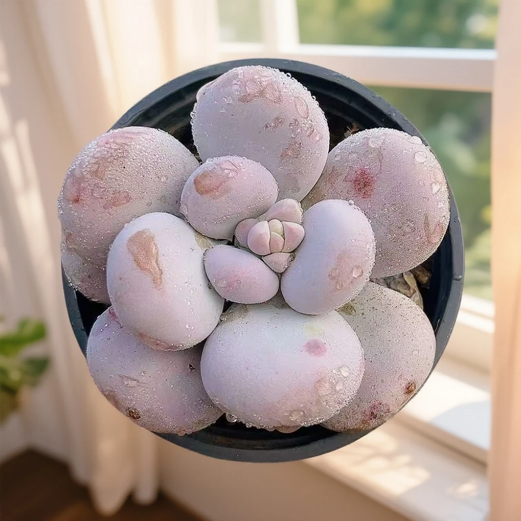 蛋黄奶酪 （带盆）轻微晒斑 多肉【满15包邮】 以直播间为准