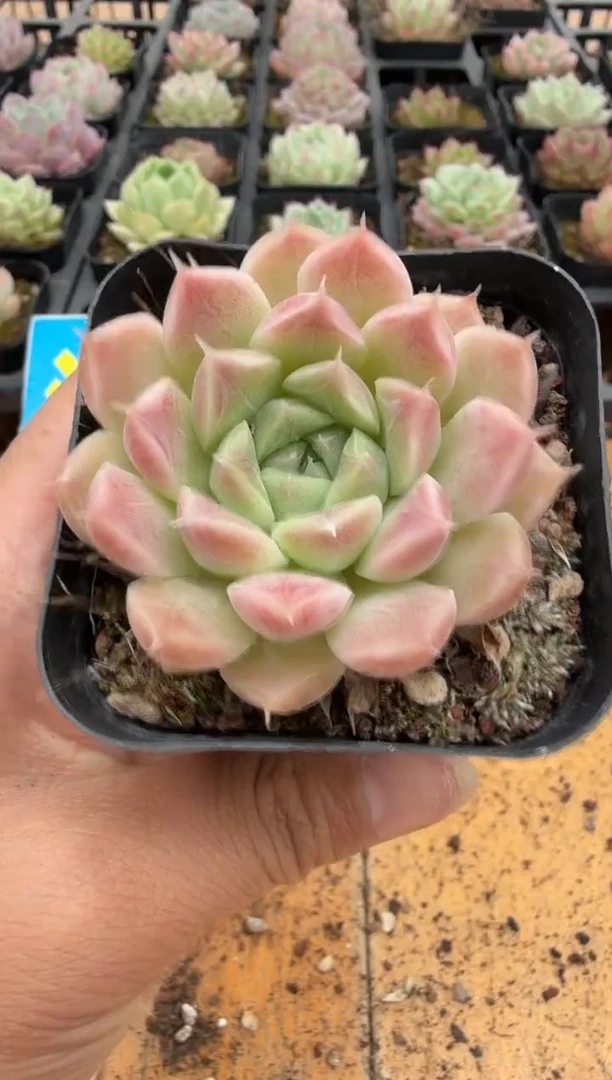 东云多肉园二店-179