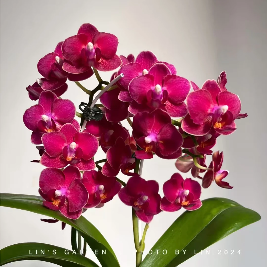 【两个花剑】带香味  名贵品种 香味小红花 蝴蝶兰