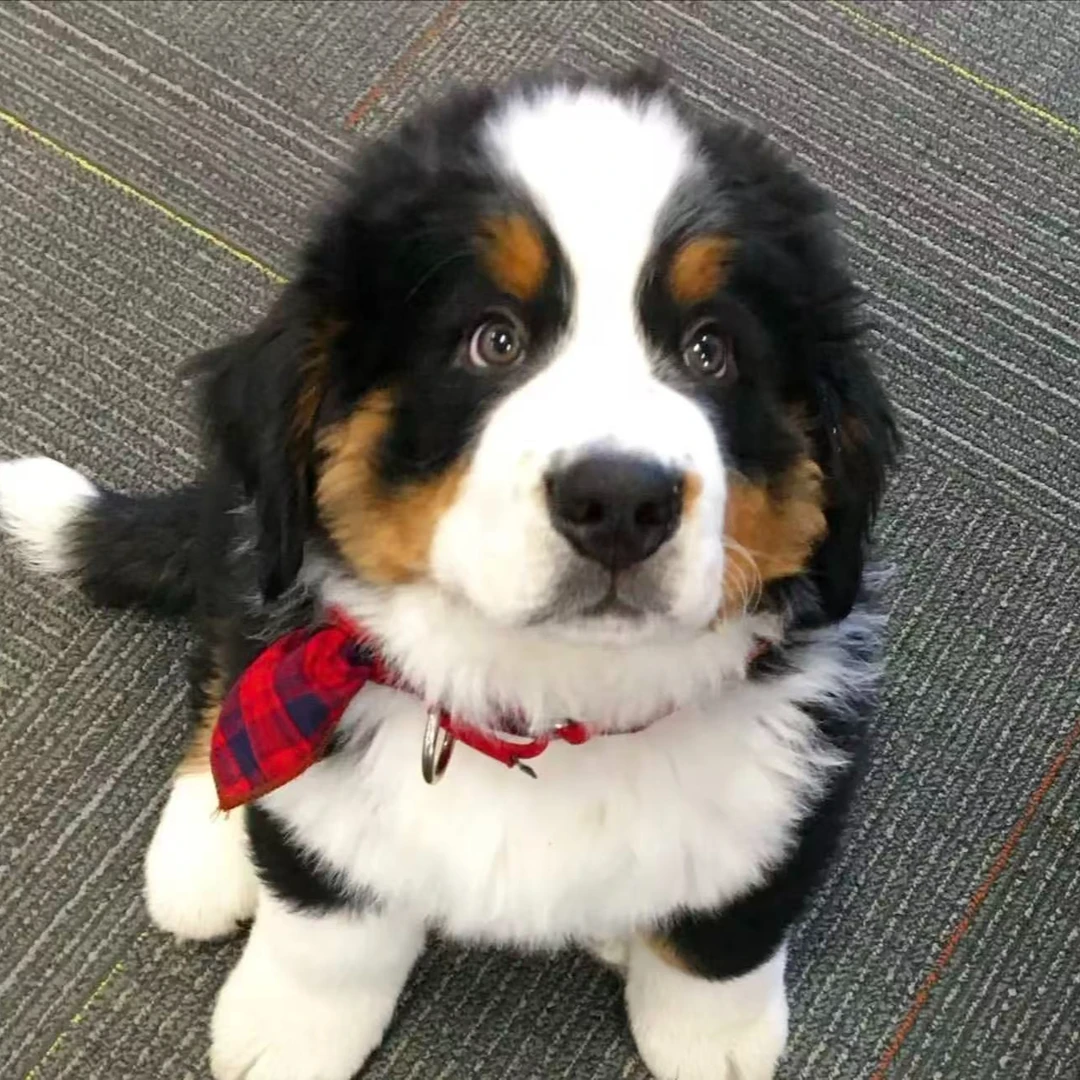 可爱比熊泰迪熊柴犬金毛宠物活体