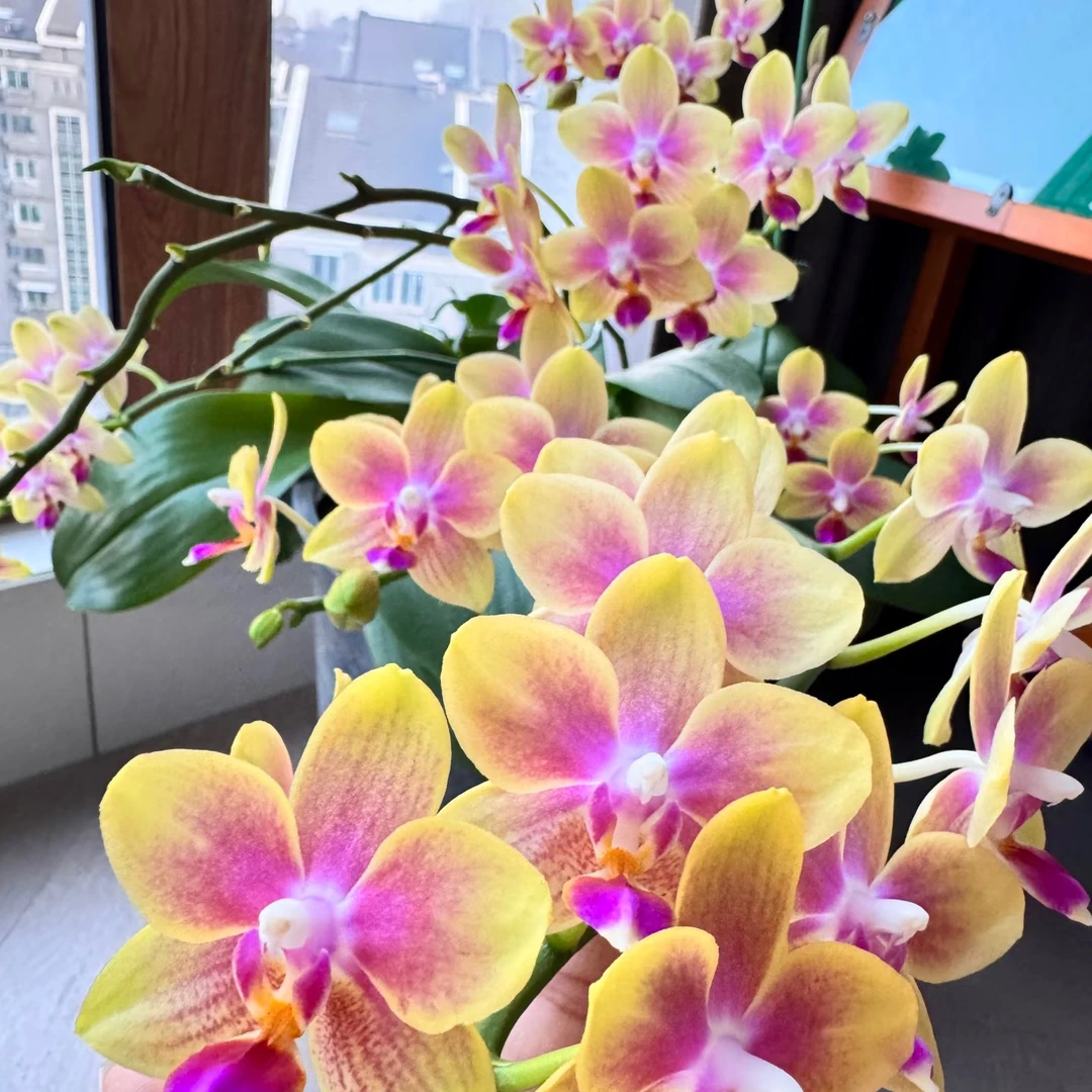 金树二代蝴蝶兰3.5寸带2-3个花剑发货室内高档花卉