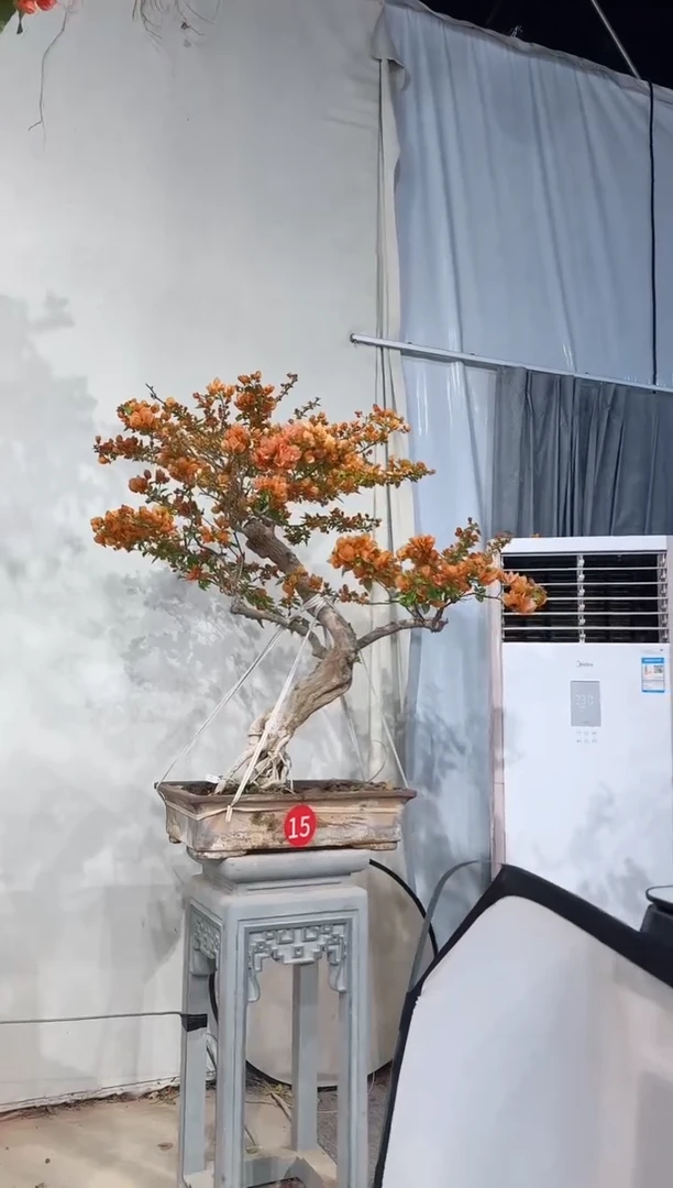 【闪购商品】盆景三角梅