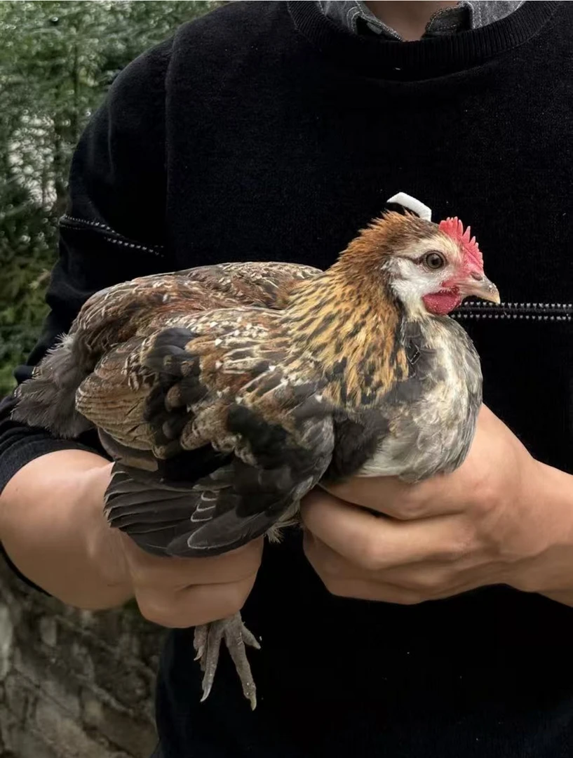 黔东南小香鸡1只整鸡顺丰发货（单只不包邮）