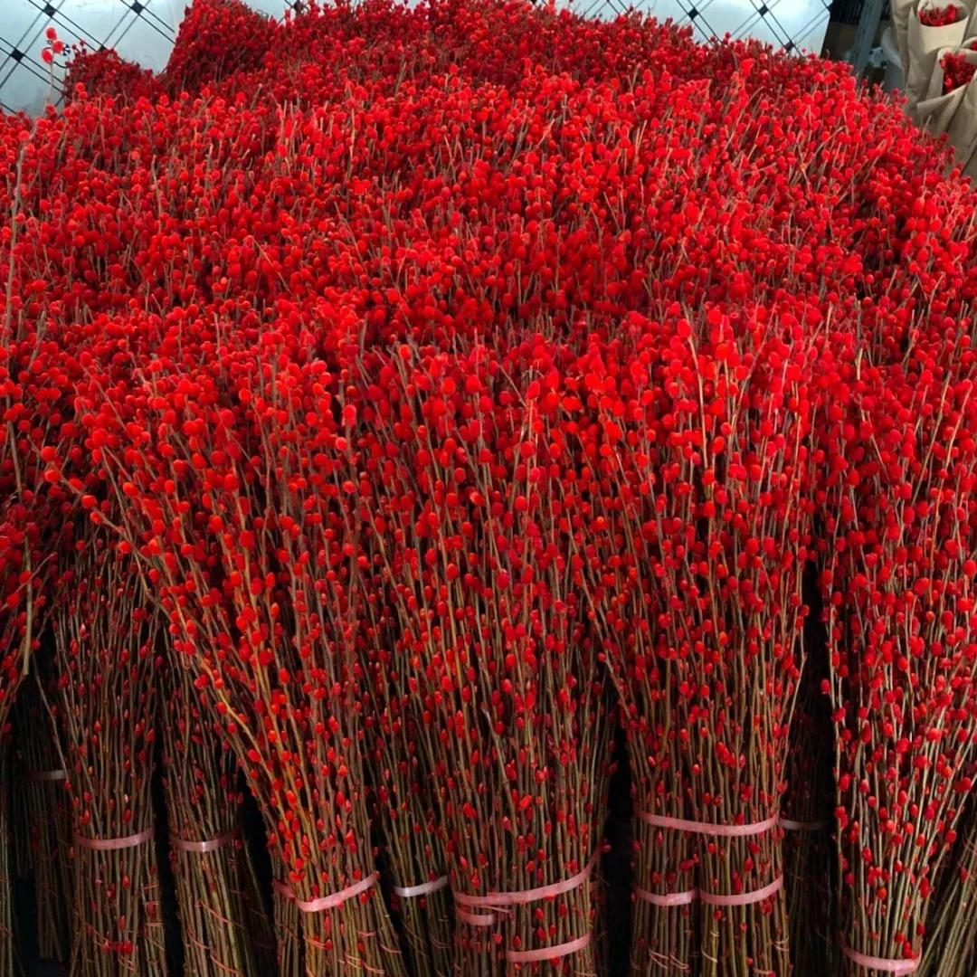 家有“银柳”，越过越有（两扎）