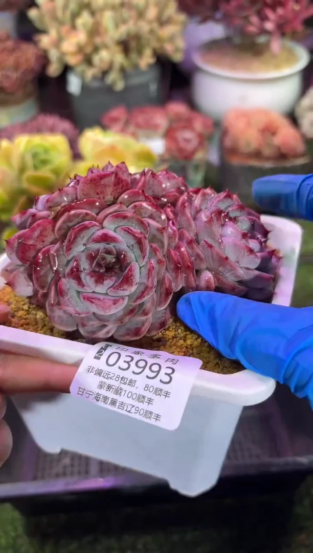 【闪购商品】03993