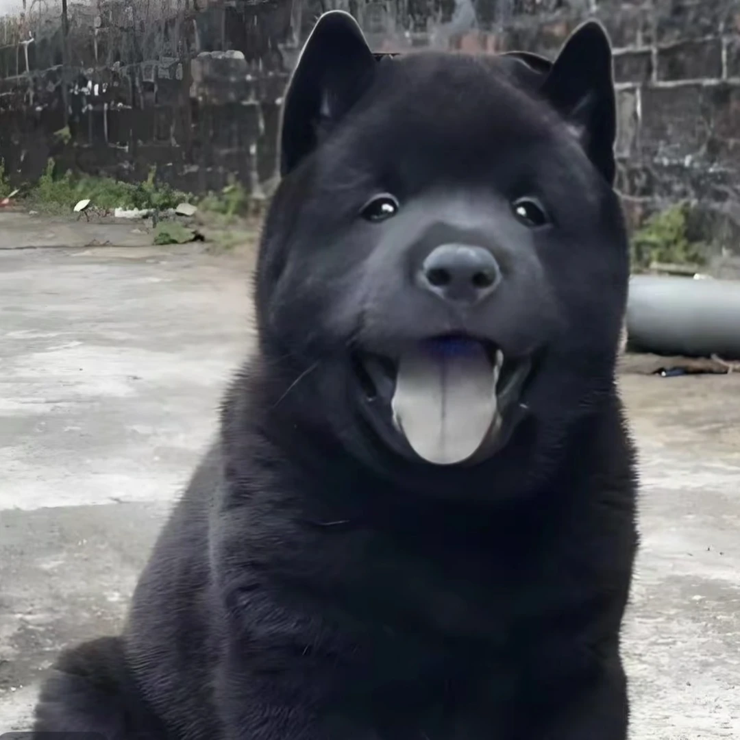 <刚子犬舍>T中华田园五黑犬卡斯罗犬狗狗活体