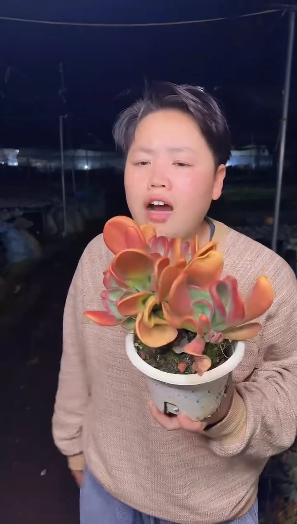 露养区大火狐狸3.99