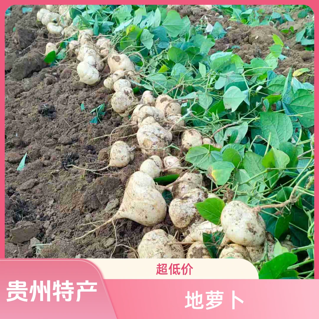 贵州高山凉薯地萝卜新鲜挖当季水果