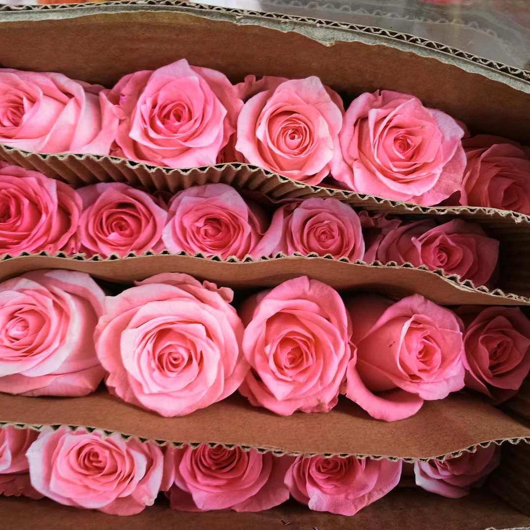 【福利套餐 】 套餐A14  云南基地直发 家养 水养