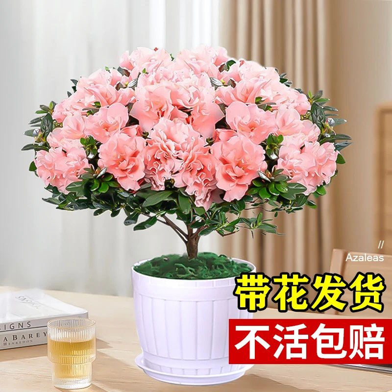杜鹃花盆栽花卉植物室内花带苞大颗老桩开花树苗好养易活绿植四季