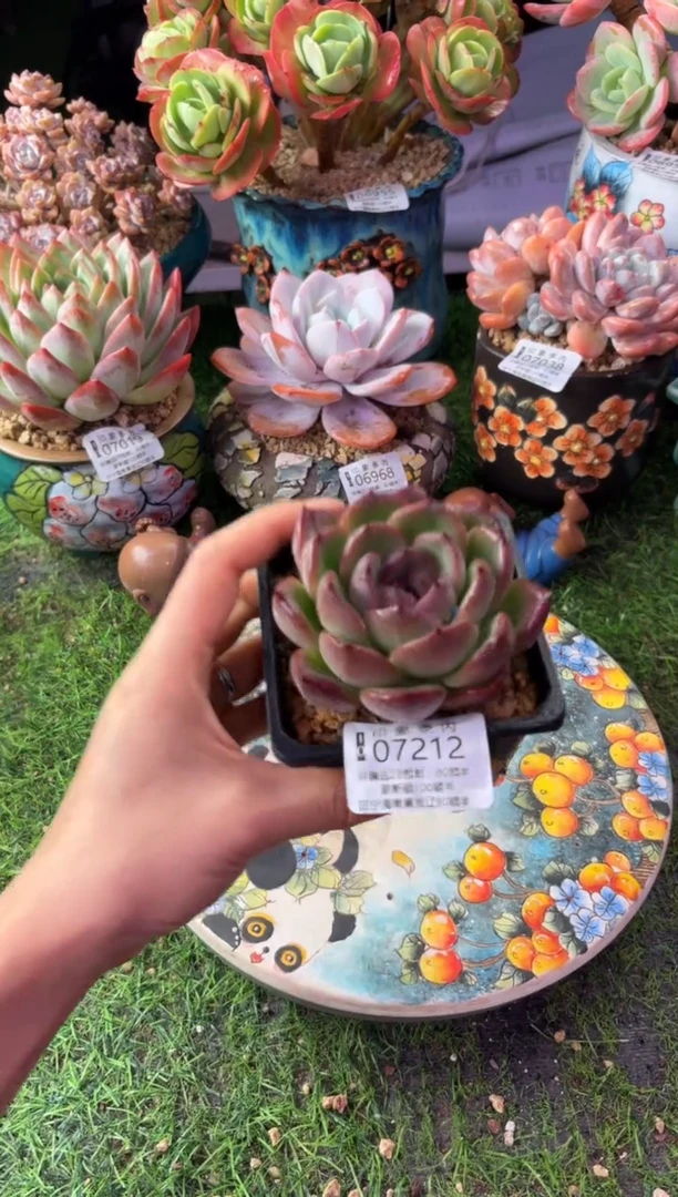 昆明印象多肉07212