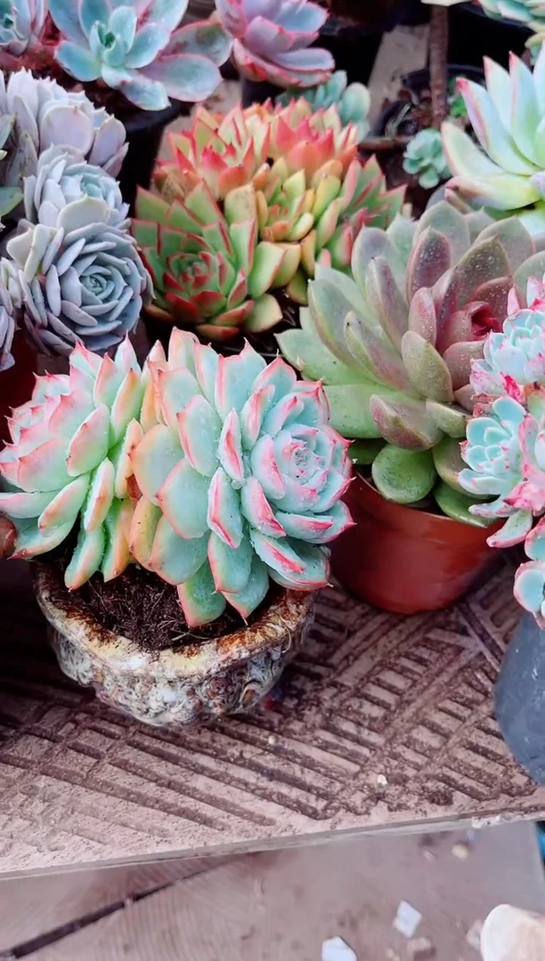 丶*桉多肉植物一物一拍05190