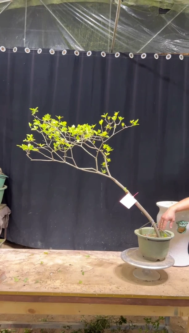 当前无花栽培后可以开花天*诚海岛栀子花