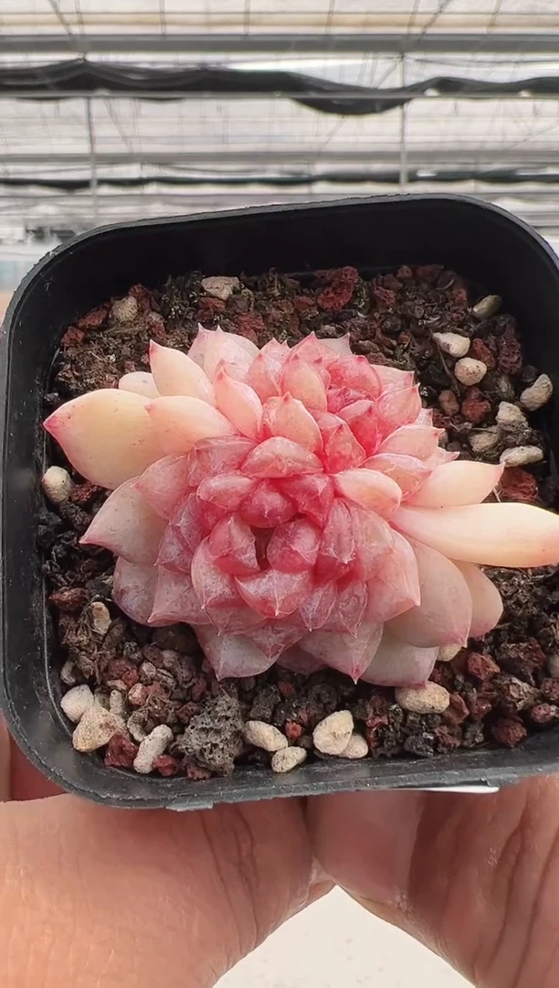 【闪购商品】粉红泡泡-7