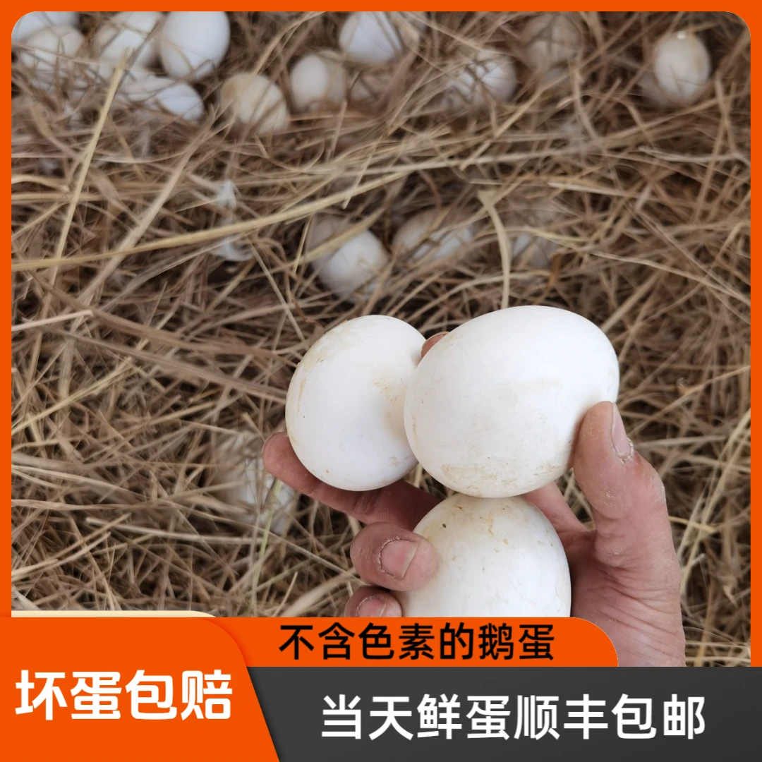 24枚装土现捡现发纯粮喂养大土鹅蛋鹅蛋新鲜大鹅蛋散养鹅蛋