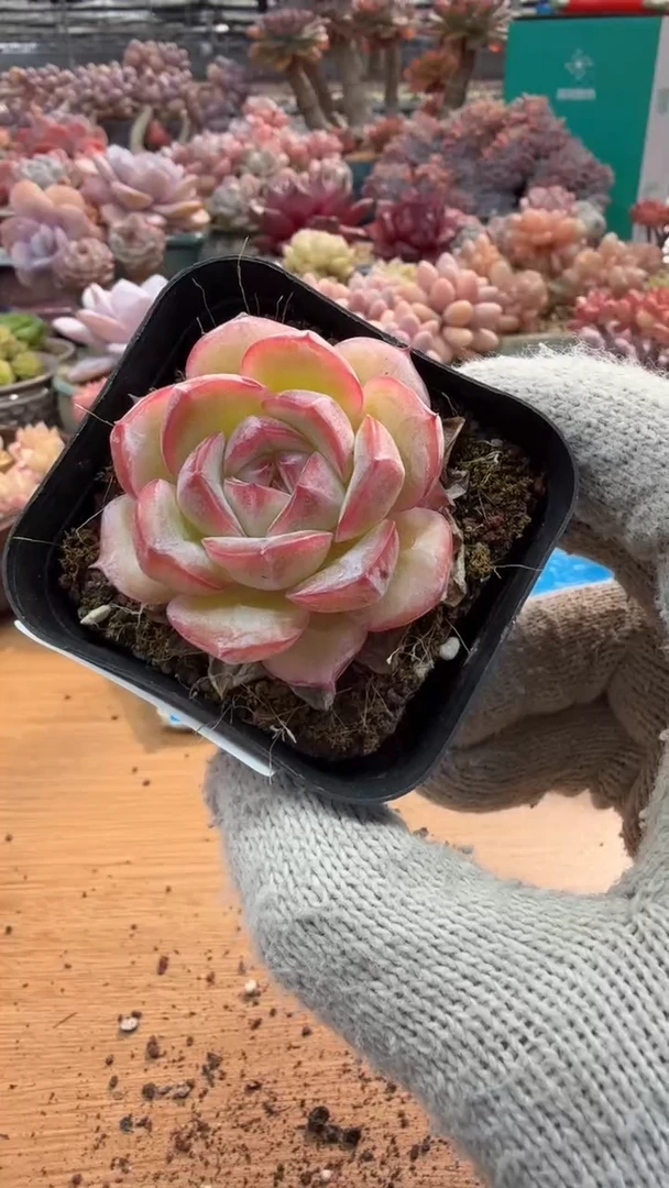 东云多肉园三店-52